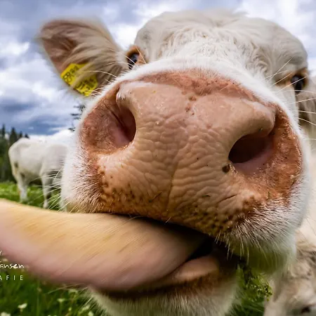Appartement Haus Alfred, Aitern, Belchen, Schwarzwald